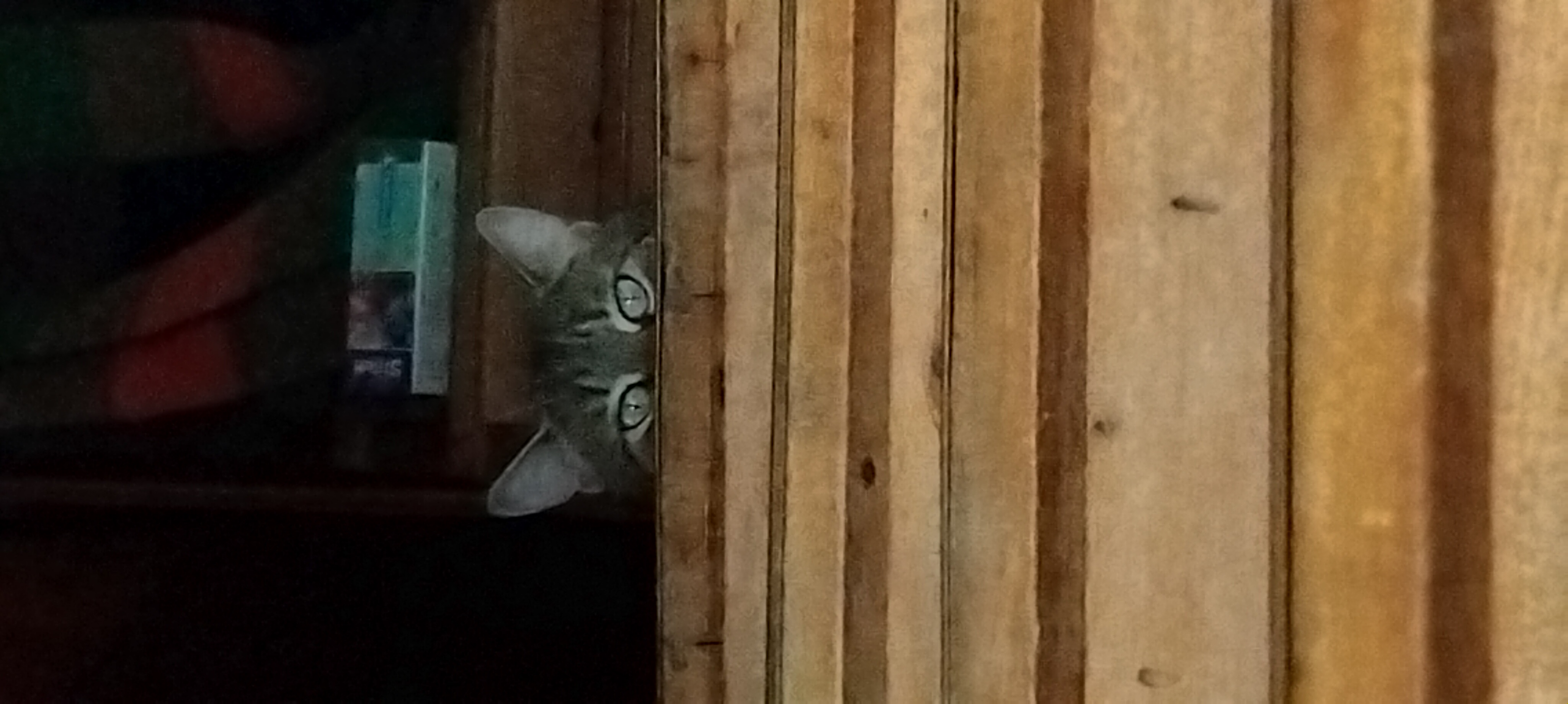 yo yo